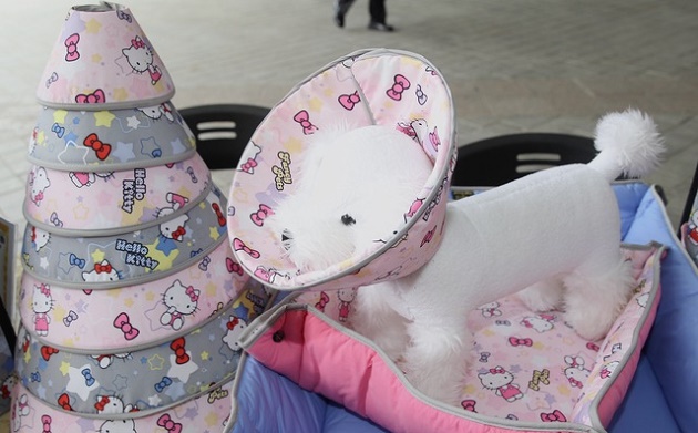 寵愛毛小孩　寵物博覽會13日登場！ | 文章內置圖片