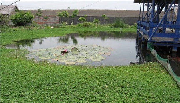 大學生聰明研發 解決池塘優養化 | 文章內置圖片