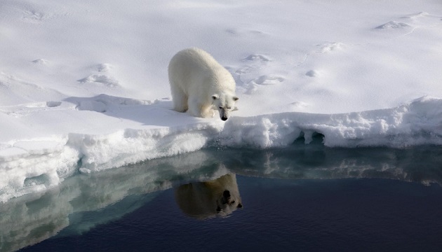 溫度上升 環境驟變 北極熊瀕危 | 文章內置圖片