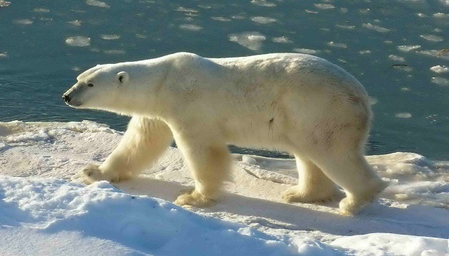 溫度上升 環境驟變 北極熊瀕危