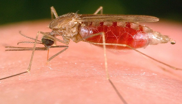 改造蚊子基因 減少瘧疾病原 | 文章內置圖片