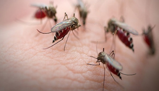 改造蚊子基因 減少瘧疾病原
