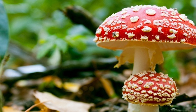 蘑菇有毒是傳言 專業知識足就不怕！