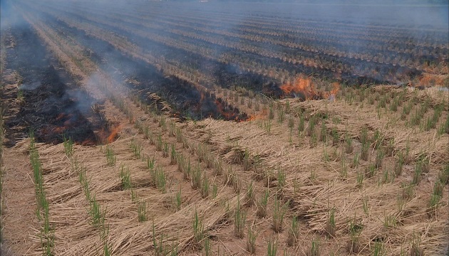 關渡稻作收割 北市出動空拍機防露天燃燒 | 文章內置圖片