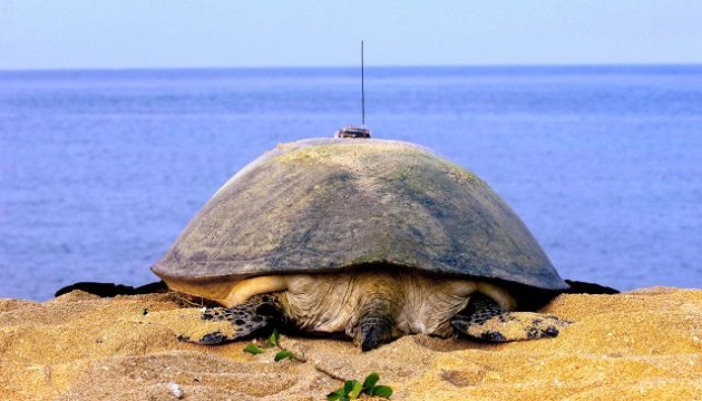 綠蠵龜瀕臨絕種 海洋髒汙也是原因 | 文章內置圖片