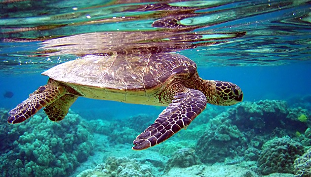 绿蠵龟濒临绝种 海洋脏污也是原因