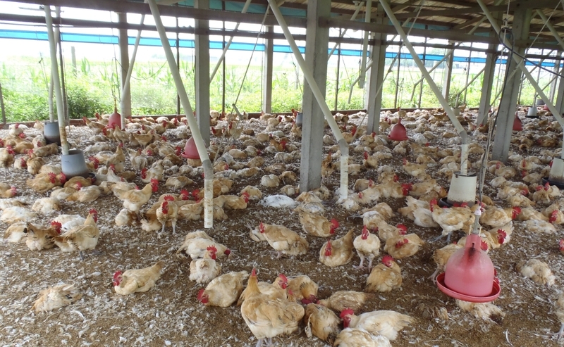 禽流感病毒侵台已撲殺1.8萬雞隻 | 文章內置圖片