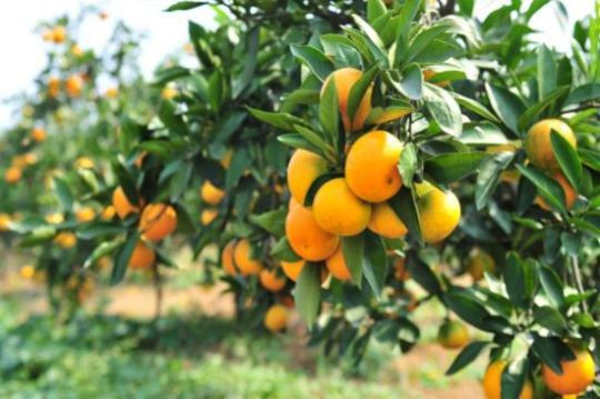 體驗柑香季遊三灣吃橘也能抗癌 | 文章內置圖片