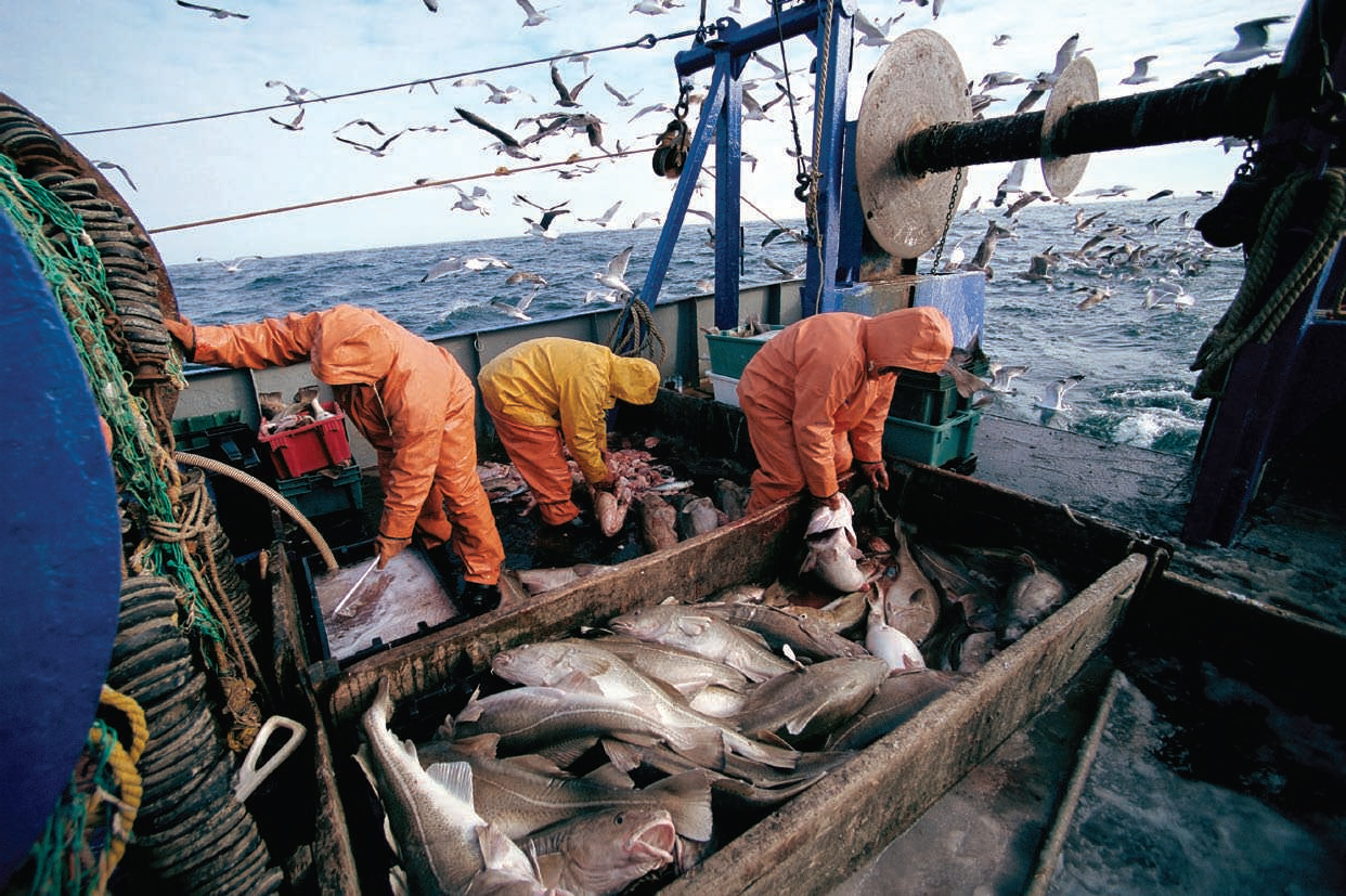冷氣團來襲 漁業署籲養殖業者加強防寒措施 | 文章內置圖片