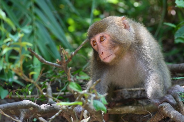 知本森林游乐区 猕猴也热爱泡汤 | 文章内置图片