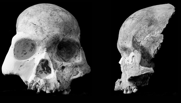 股骨研究發現新人種 雲南馬鹿洞人 | 文章內置圖片