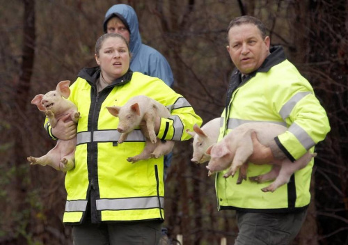美運豬車翻覆 2千多隻小豬滾落公路 | 文章內置圖片