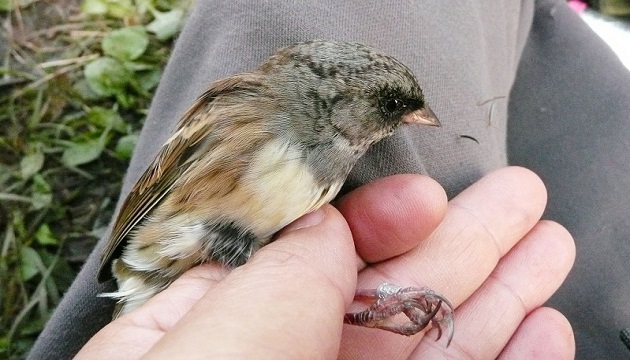 太管處改長期監測 新鳥種多58種