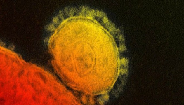 南韓MERS病毒研究 確認是病毒變異 | 文章內置圖片