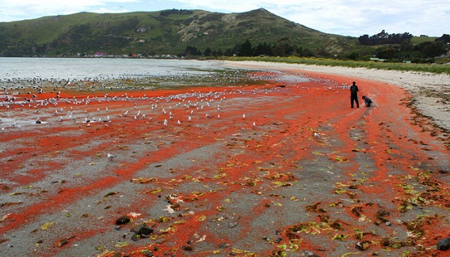 奇特景觀大批小龍蝦 染紅海域
