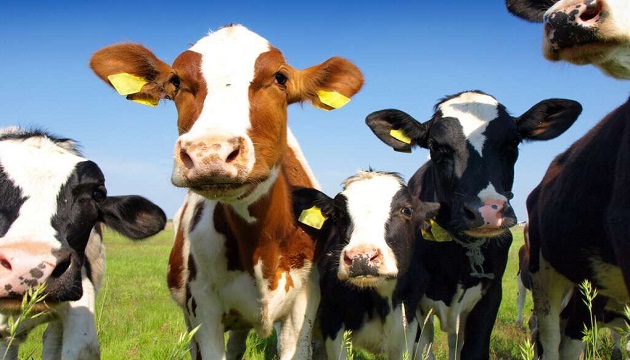 農委會落實5省 養牛廢水合法再利用