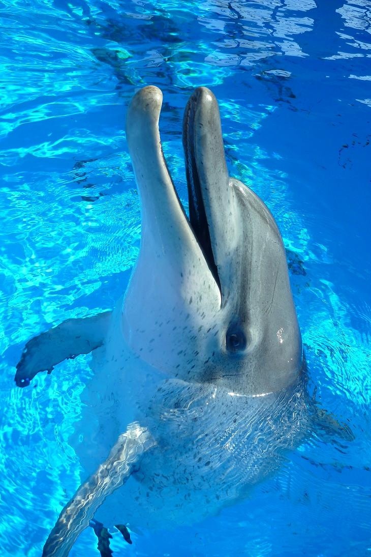 香港海洋公園最長壽海豚Jessie病逝 | 文章內置圖片