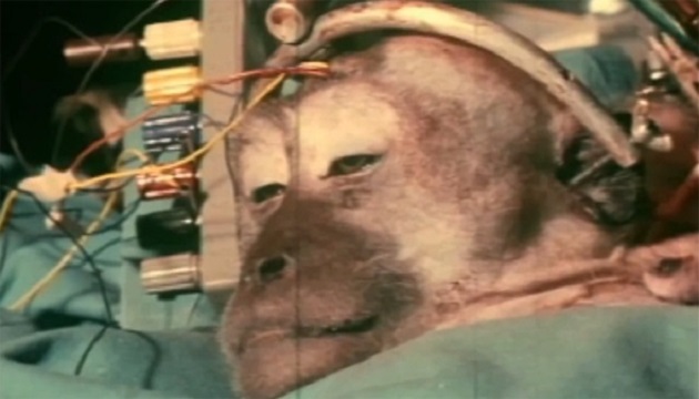 實驗猴子換頭成功 科學突破醫療邁步 | 文章內置圖片