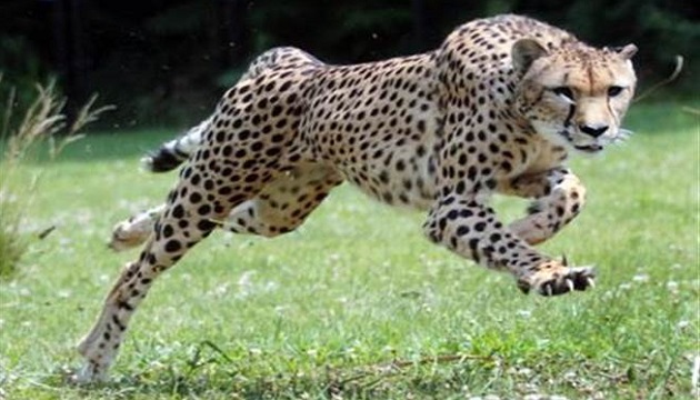 世界最快哺乳類動物明星獵豹安樂死