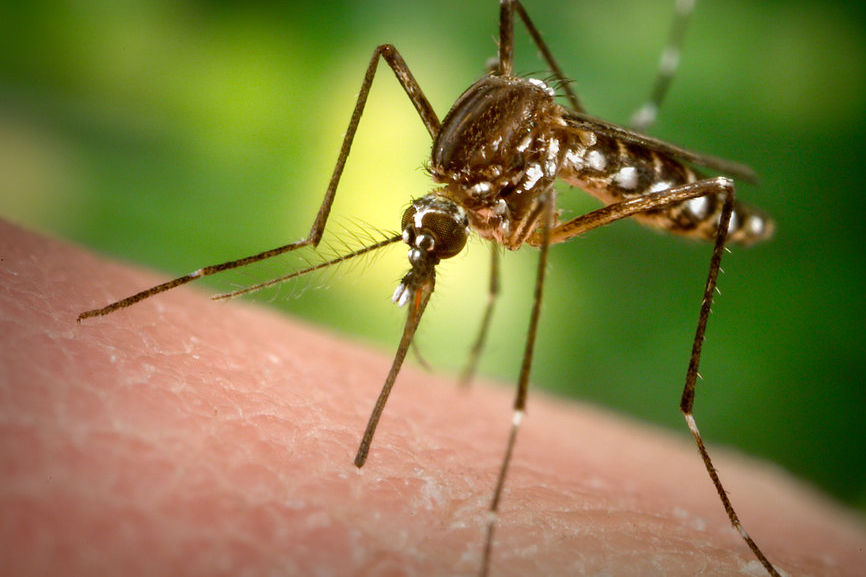 疑茲卡疫情禍首為英國生技公司放生基改蚊 | 文章內置圖片