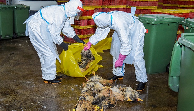 禽流感好發季節 澳門1.5萬隻雞全數銷毀
