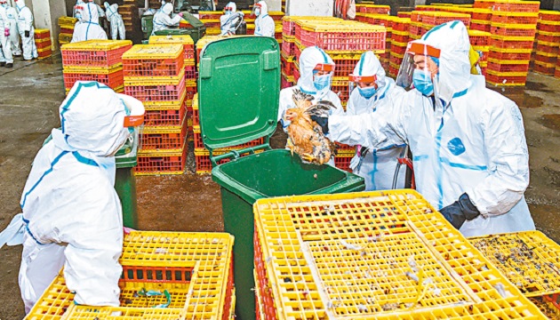 禽流感好發季節 澳門1.5萬隻雞全數銷毀 | 文章內置圖片