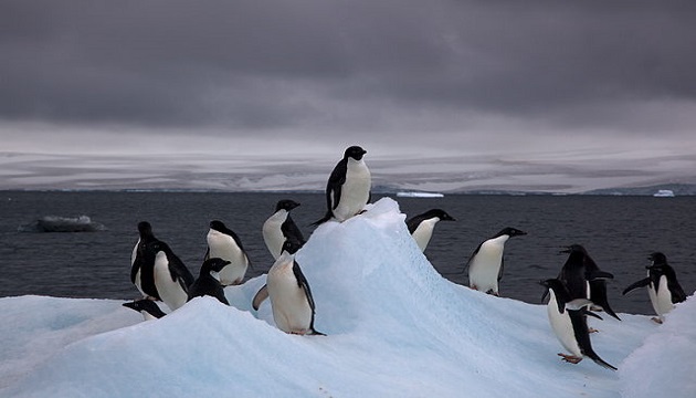 大冰山阻企鵝覓食 困死15萬隻20年內恐面臨絕種