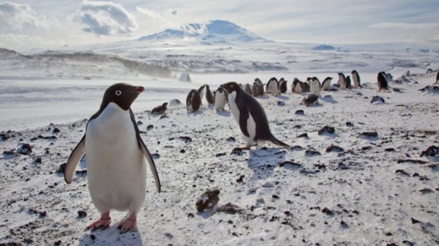 大冰山阻企鵝覓食 困死15萬隻20年內恐面臨絕種 | 文章內置圖片