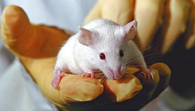 不孕症新曙光 醫學治療白老鼠案例成功