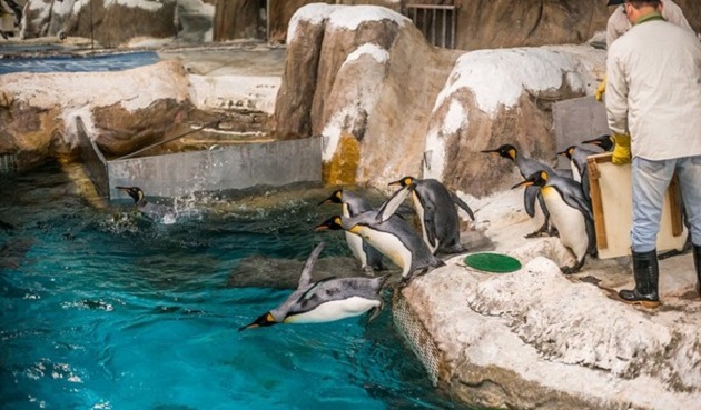 過得太安逸! 動物園開企鵝泳訓班 要來好好鍛練一下 | 文章內置圖片