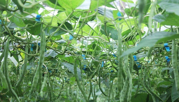 農改場研究新菌株 「救治」菜豆增加農民產量 | 文章內置圖片