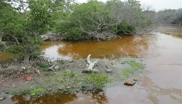 林園海洋公園濕地被汙染成「紅海」 不肖業者送辦