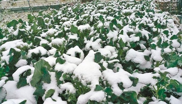 寒害結果蔬菜量銳減 蔬菜需求急漲八成 | 文章內置圖片