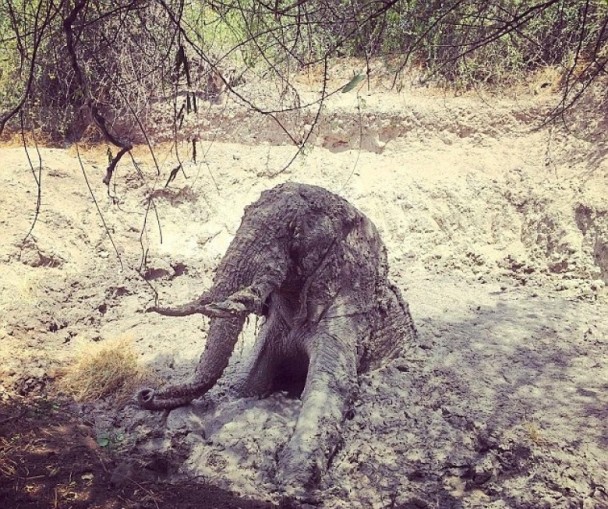 肯亞大象陷泥濘脫水險死 100公升水猛灌獲救 | 文章內置圖片