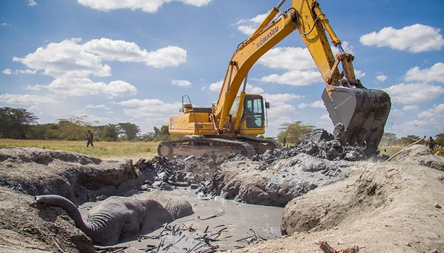 肯亞大象陷泥濘脫水險死 100公升水猛灌獲救