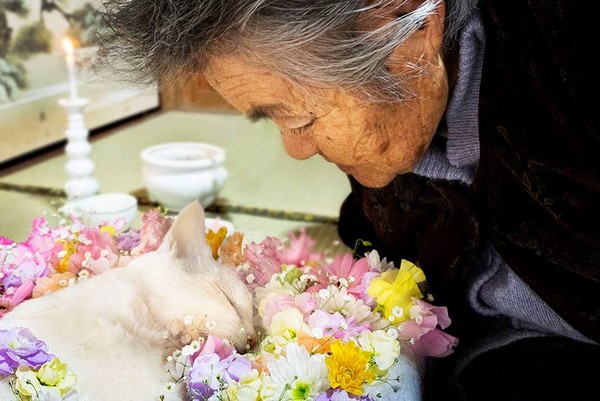 伊原美代子攝影作品 老奶奶愛貓福丸一年前逝世 | 文章內置圖片