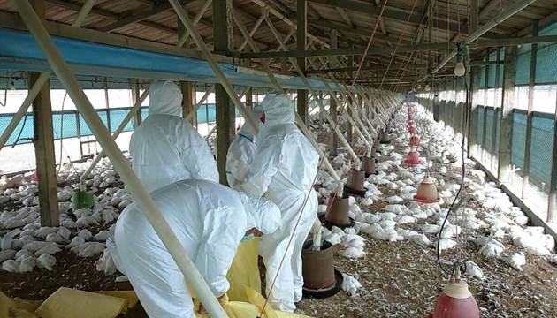雲林鵝場再傳禽流感 共撲殺千百隻 | 文章內置圖片