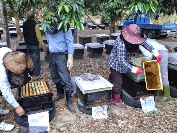 氣候異常生態失衡 蜂蜜無蜜可採量恐生變 | 文章內置圖片
