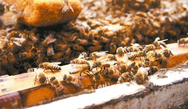 气候异常生态失衡 蜂蜜无蜜可採量恐生变