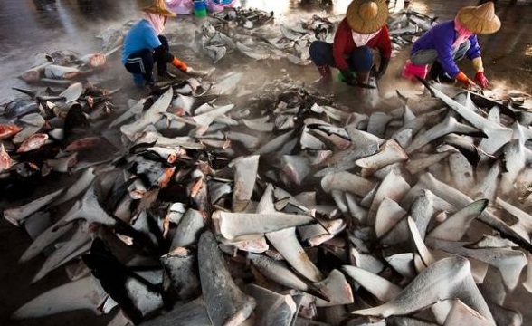 台灣鯊魚鰭問題沒人管控？綠色和平組織提出警告 | 文章內置圖片