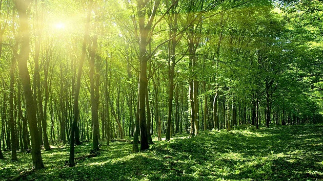 保護地球，隨手做起：資源再利用，每年減少三六○萬棵樹犧牲