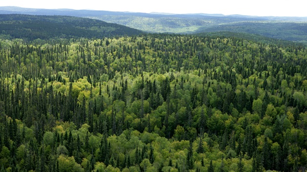 正視環境問題，行動救地球：注意森林資源的重要性 | 文章內置圖片