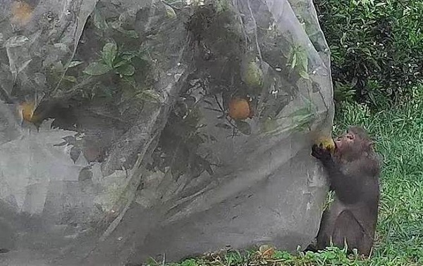台灣獼猴危害農作物 台東農改場推果樹金鐘罩 | 文章內置圖片