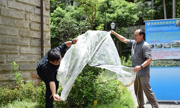 台灣獼猴危害農作物 台東農改場推果樹金鐘罩