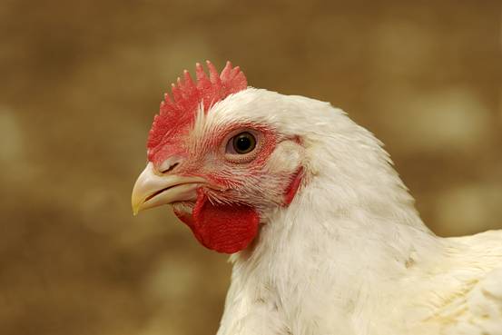 美要求中開放雞肉關稅 否則將採取貿易制裁！
