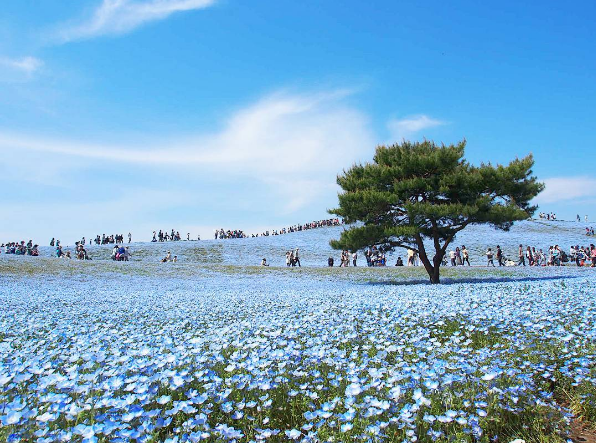 不去會後悔！日本五月限定的「夢幻藍粉蝶」開滿整片山坡