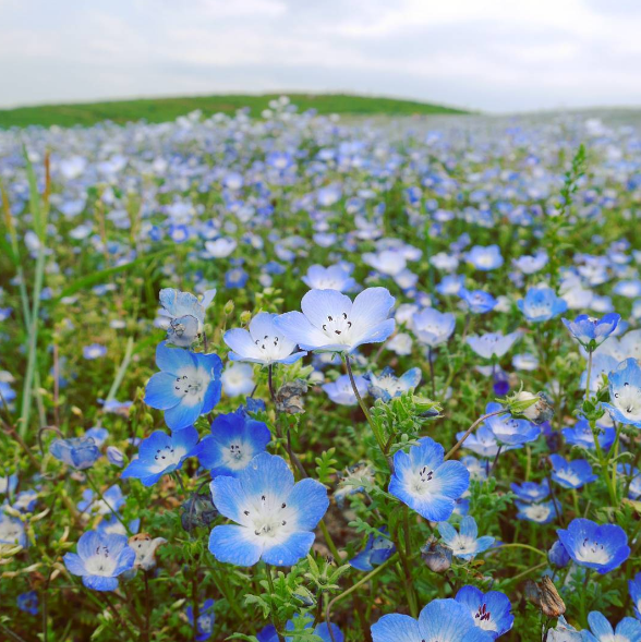 不去會後悔！日本五月限定的「夢幻藍粉蝶」開滿整片山坡 | 文章內置圖片