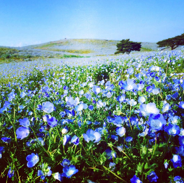 不去會後悔！日本五月限定的「夢幻藍粉蝶」開滿整片山坡 | 文章內置圖片