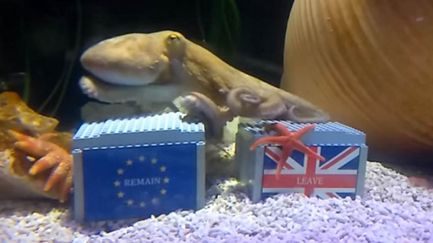 神机妙算章鱼哥也有失算的一天！英国公投确定脱欧！英镑亚股被打趴！ | 文章内置图片