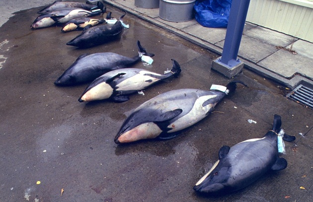 保育團體喊聲紐西蘭 保護瀕絕毛伊海豚 | 文章內置圖片